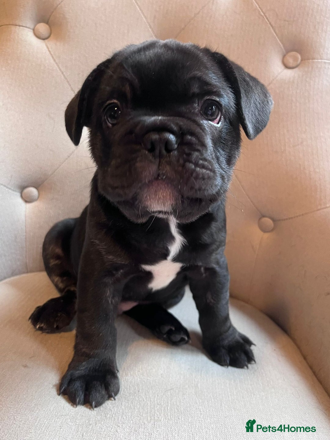 French Bulldog dogs for sale: French Bulldog Male Puppies - Advert 2