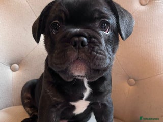 French Bulldog dogs French Bulldog Male Puppies - Advert 17