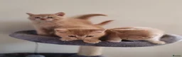 Scottish Fold cats for sale: Scottish fold x BSH kittens - Advert 21
