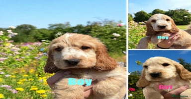 Cocker Spaniel dogs in Gainsborough - Advert 8