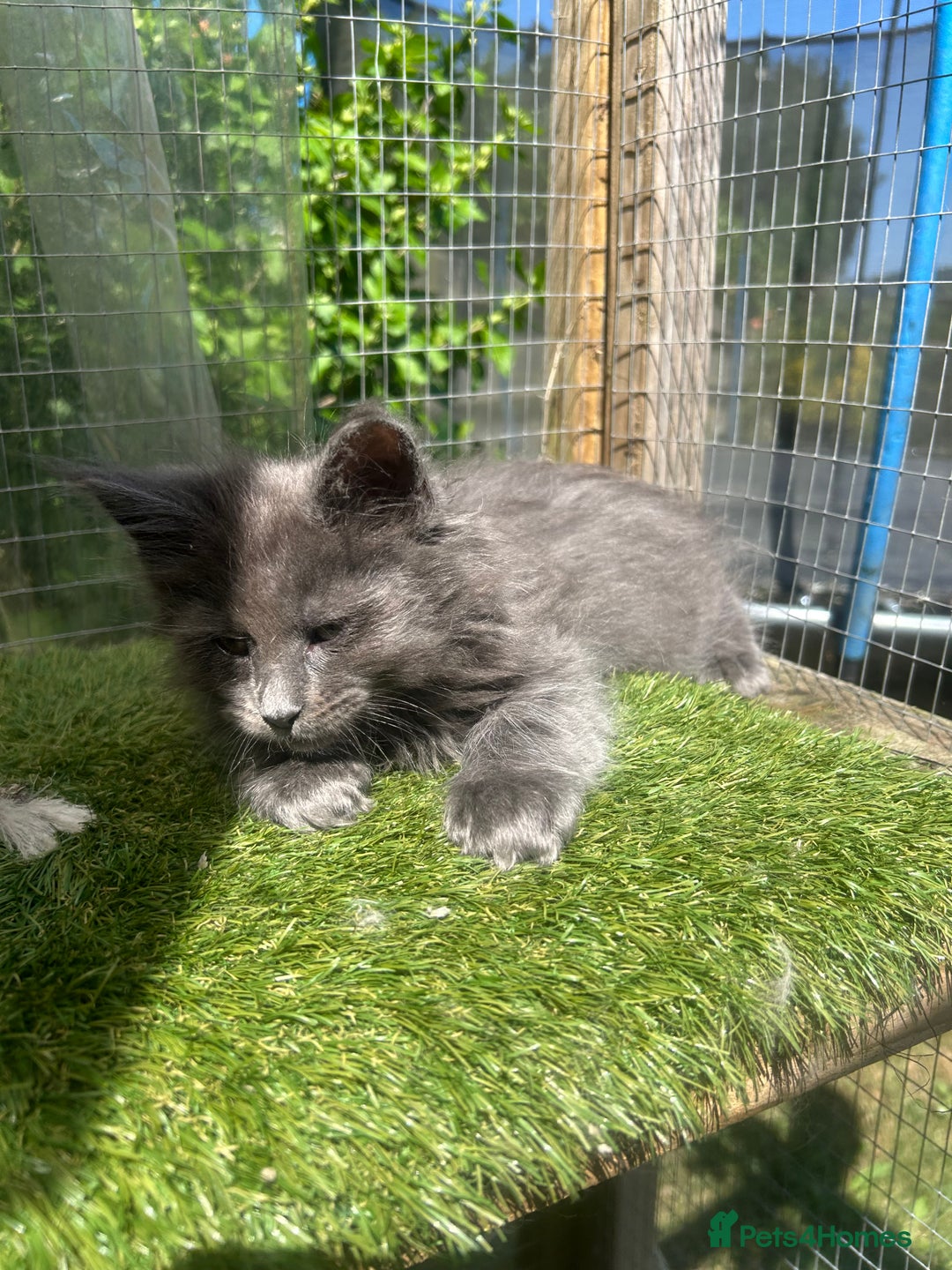 Maine Coon cats for sale: 🔥 TICA Maine coon kittens 🔥  READY NOW 💕💕 - Image 15