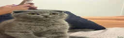 Scottish Fold cats for sale: Chunky Scottish fold kitten  - Advert 1