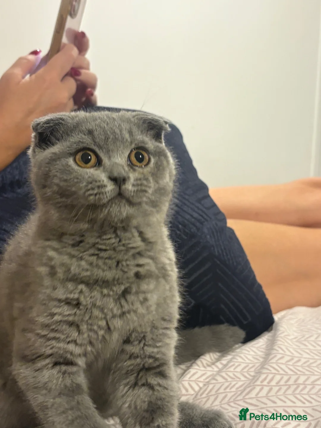 Scottish Fold cats for sale: Chunky Scottish fold kitten  - Advert 1