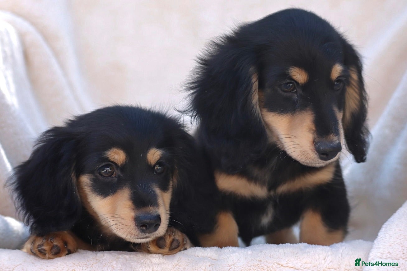 Miniature Dachshund dogs LONGHAIRED MINIATURE DACHSHUNDS  - Advert 1