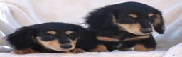 Miniature Dachshund dogs for sale: LONGHAIRED MINIATURE DACHSHUNDS  - Advert 7