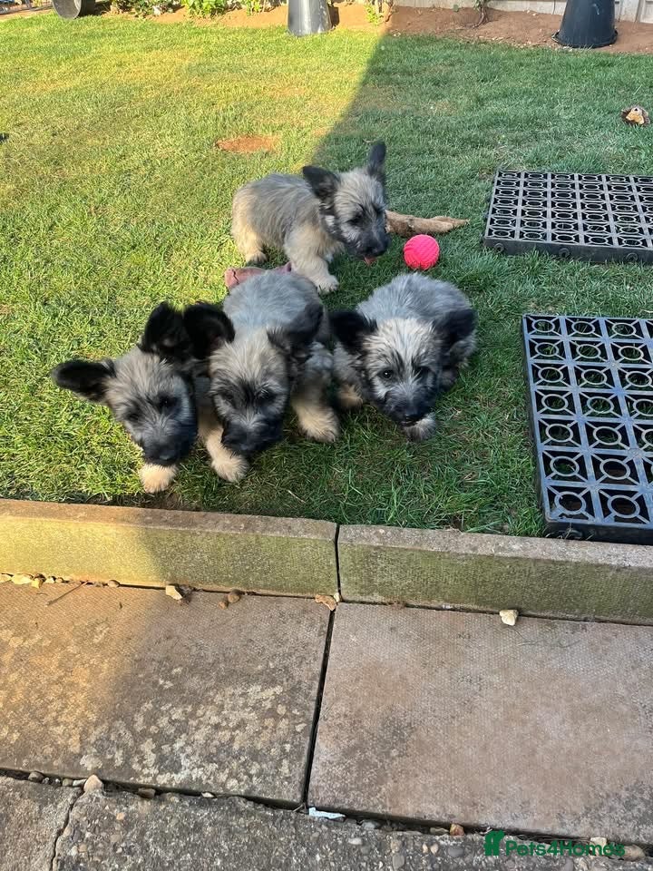 Skye Terrier dogs Exceptional Skye Terrier Puppies. Rare breed.  - Advert 14