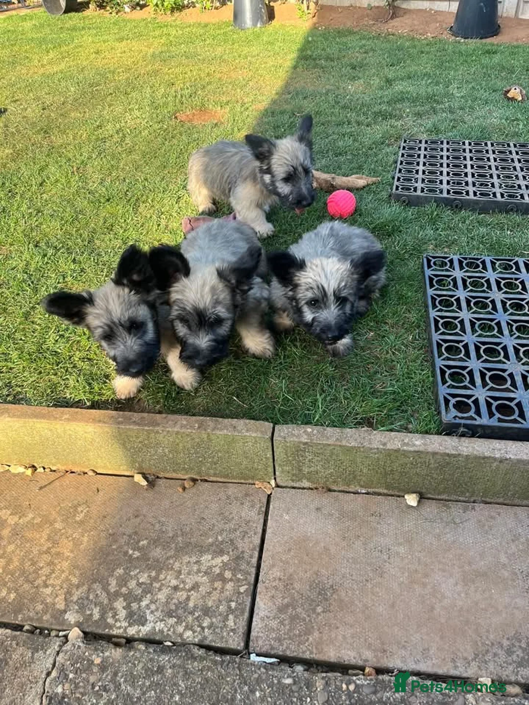 Skye Terrier dogs for sale: Exceptional Skye Terrier Puppies. Rare breed.  - Advert 2