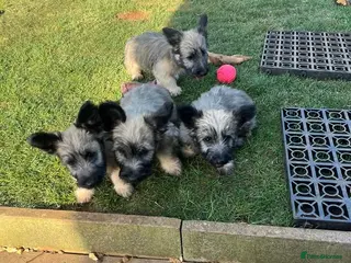 Skye Terrier dogs Exceptional Skye Terrier Puppies. Rare breed. - Advert 14