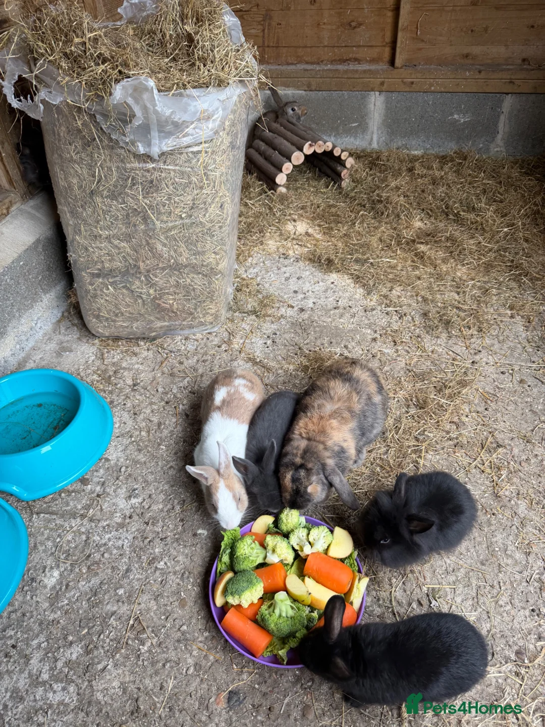 Mixed Breed rabbits for sale: Rabbits - Advert 1