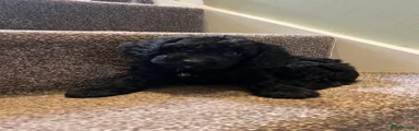 Cockapoo 3