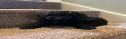 Cockapoo dogs for sale: Lovely litter of black F2 cockapoos  - Advert 3