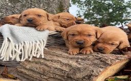 Labrador Retriever dogs for sale: Stunning litter of KC fox red labradors  - Advert 12