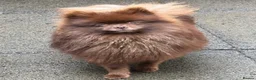 Pomeranian dogs for stud: CHAMPION PEDIGREE KC CHOCOLATE STUD  - Advert 6