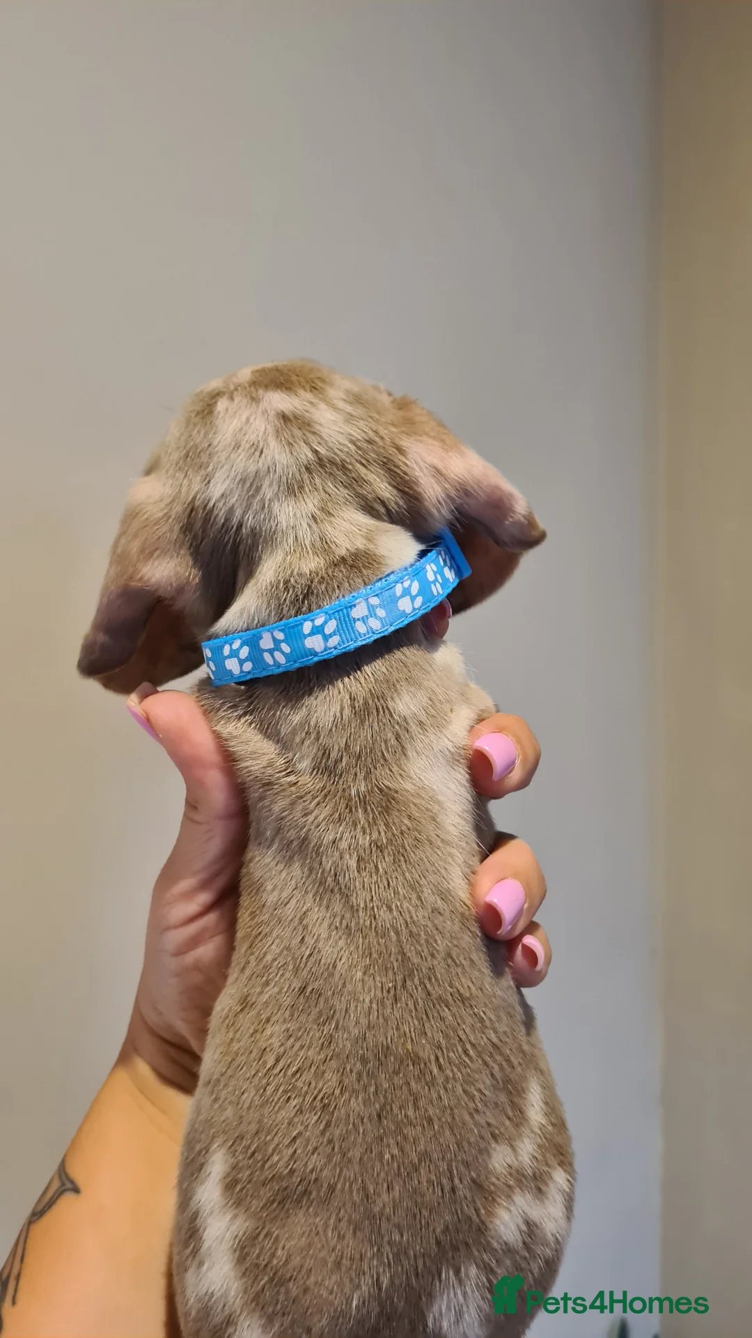 Miniature Dachshund dogs for sale: Lilac dapple daxies ready soon 3 girls 2 boys left - Advert 20