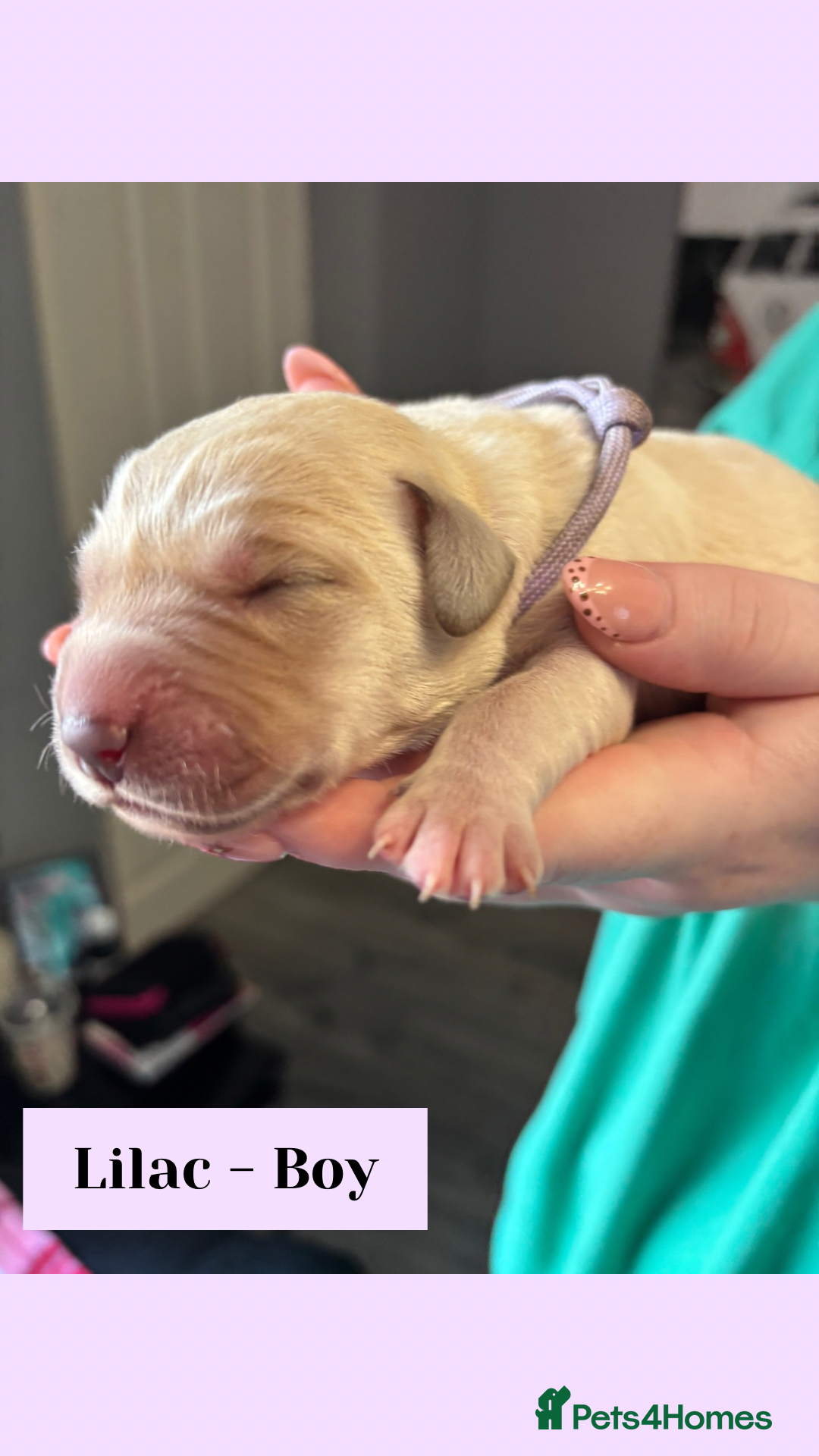 Goldador dogs for sale: Goldador puppies - Image 13