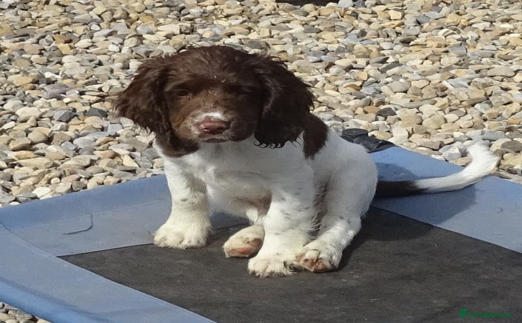 English Springer Spaniel dogs - Advert 2