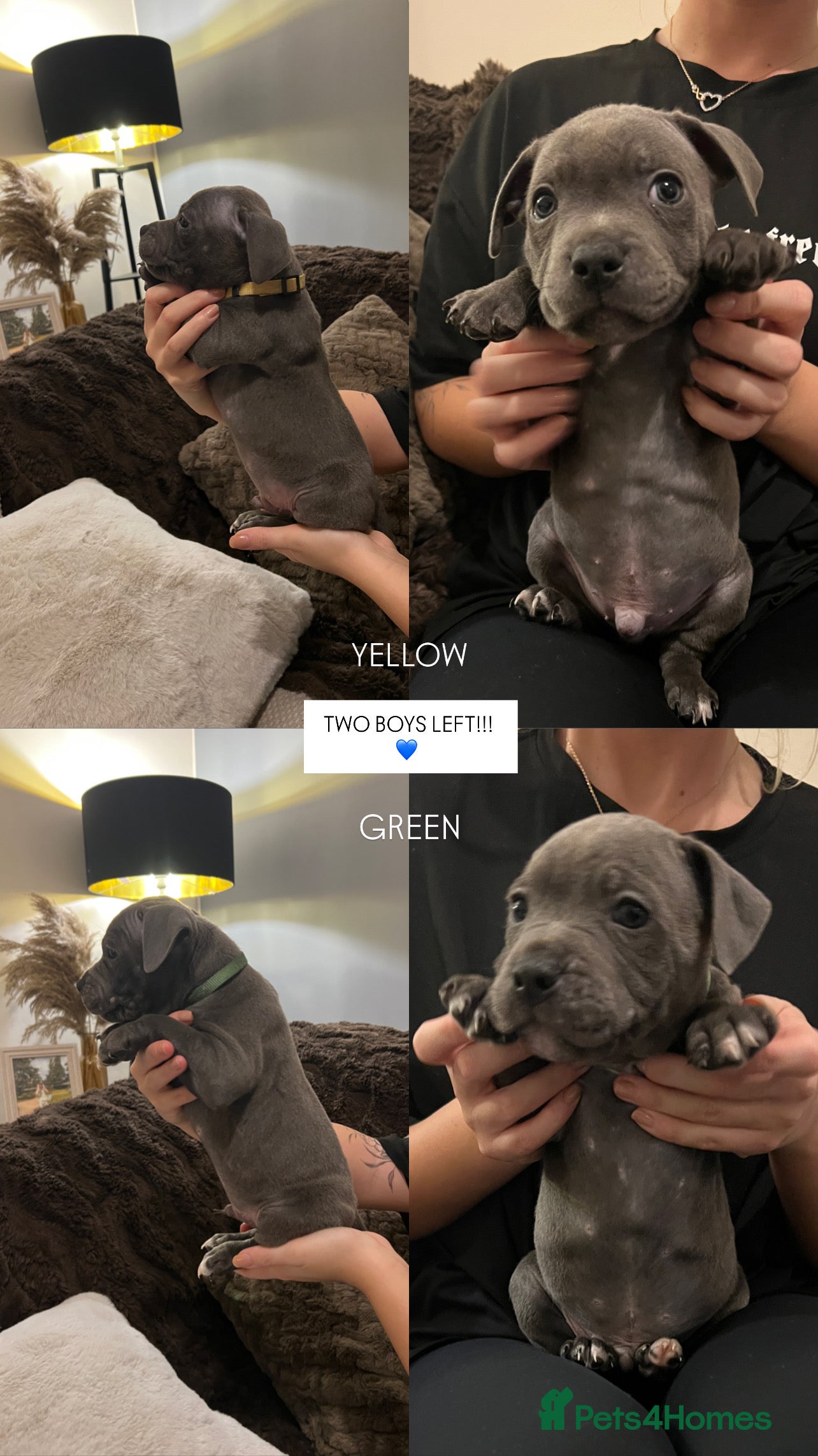 Staffordshire Bull Terrier dogs 2 BOYS LEFT!!   - Advert 2