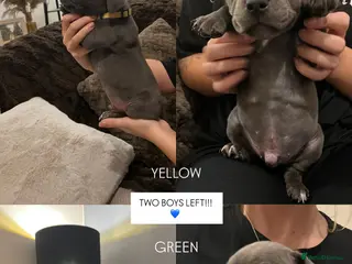 Staffordshire Bull Terrier dogs 2 BOYS LEFT!! - Advert 9