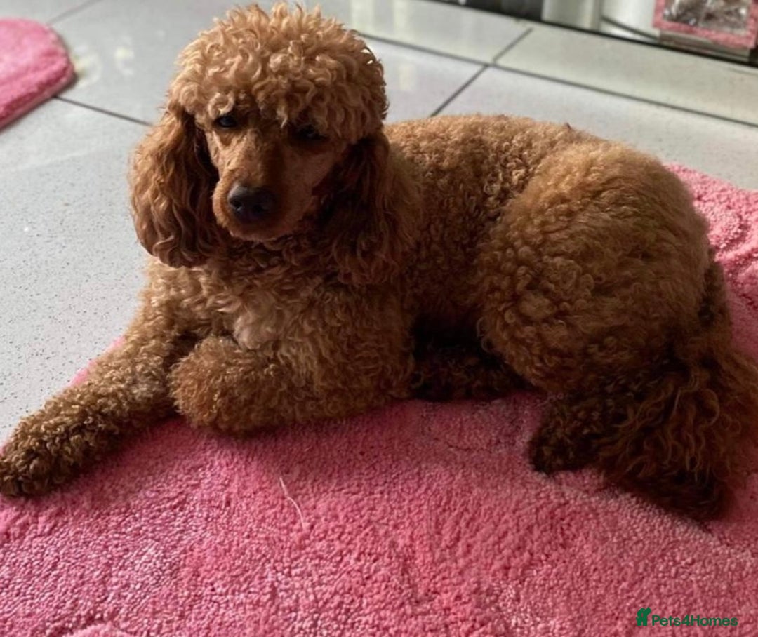 Cockapoo dogs for sale: Cockapoo  - Image 9