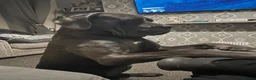 Cane Corso dogs for sale: Diego looking for his forever home 🏡🏡 - Advert 5