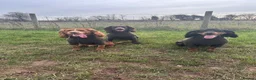 Cocker Spaniel dogs for stud: Working Cocker Spaniel Stud (proven) - Advert 20