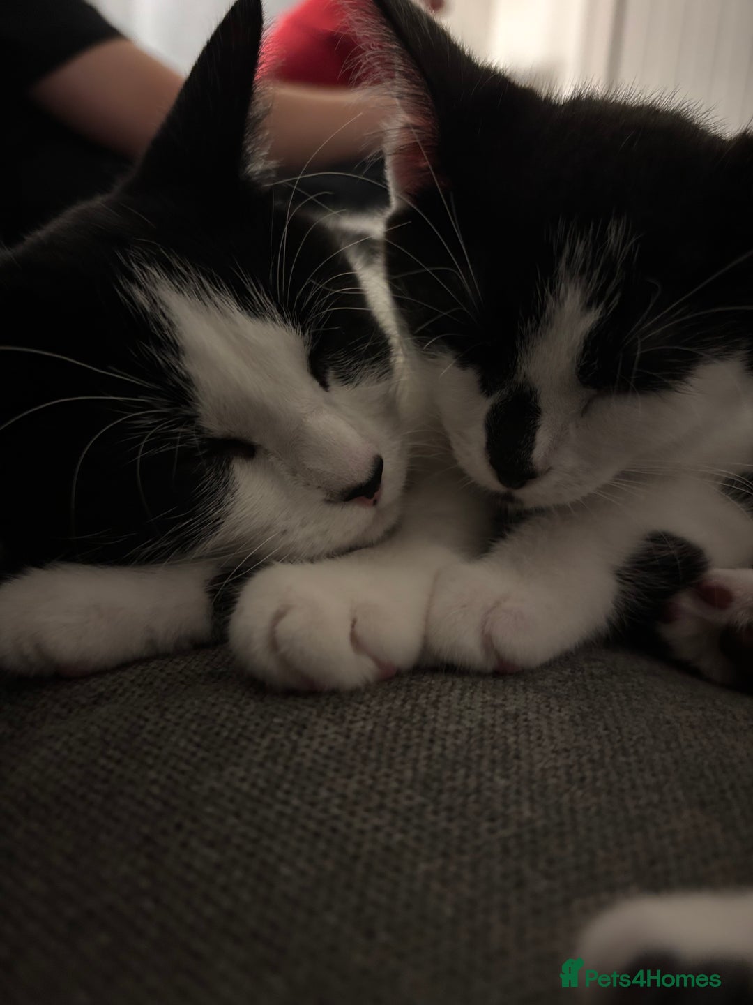 Turkish Van cats for sale: REMOMING 2 beautiful cats - Image 2