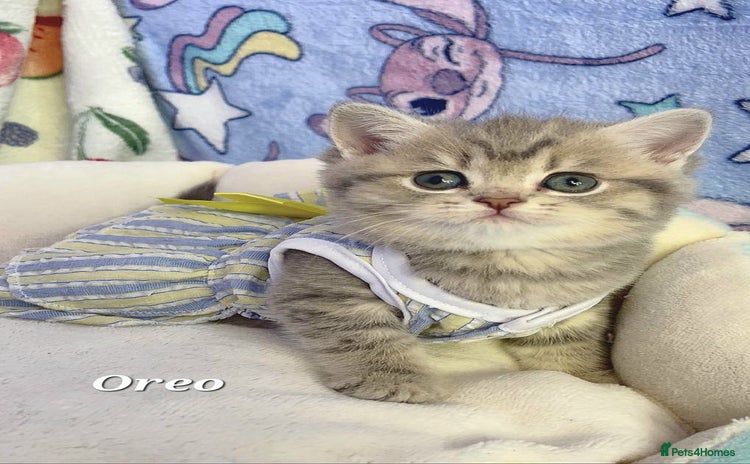 British Shorthair cats - Advert 16