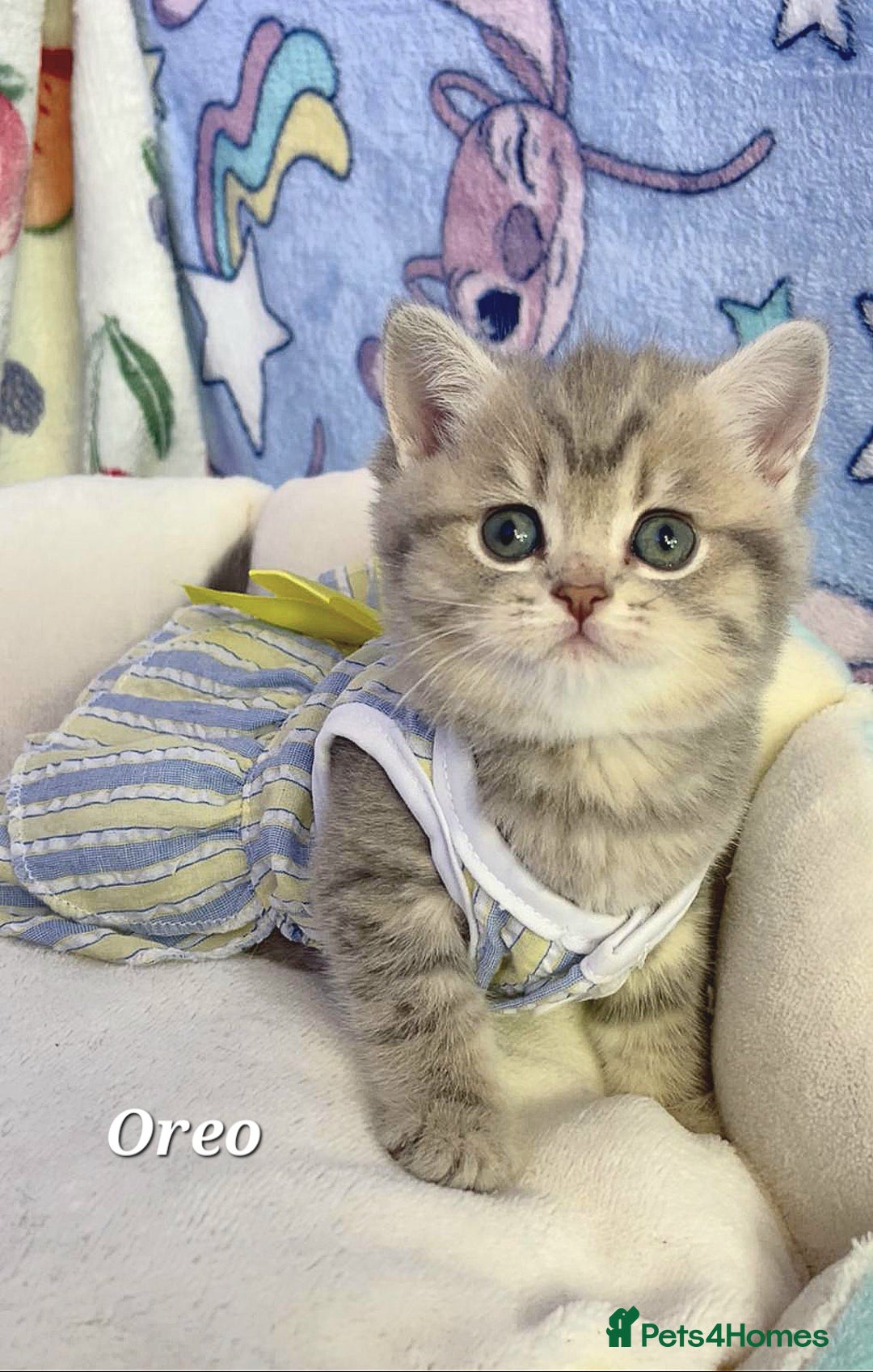 British Shorthair cats for sale: Pure Pedigree British Shorthair  - Image 1