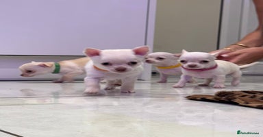 Chihuahua dogs - Advert 16