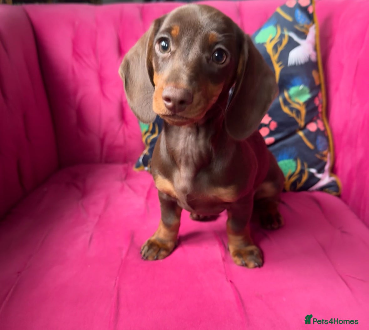 Miniature Dachshund dogs ‼️ READY NOW‼️ Miniature smooth hair dachshund - Advert 17