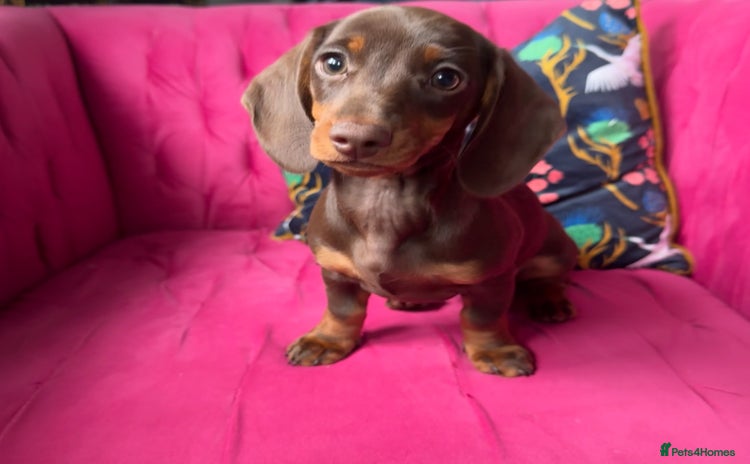 Miniature Dachshund dogs ‼️ READY NOW‼️ Miniature smooth hair dachshund - Advert 10