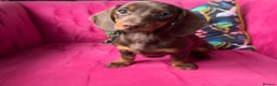 Miniature Dachshund dogs for sale: ‼️ READY NOW‼️ Miniature smooth hair dachshund - Advert 1