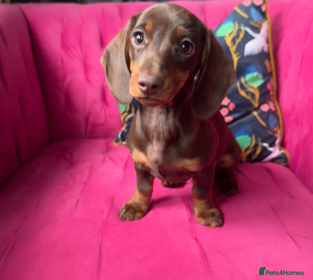 Miniature Dachshund dogs for sale: ‼️ READY NOW‼️ Miniature smooth hair dachshund - Advert 1