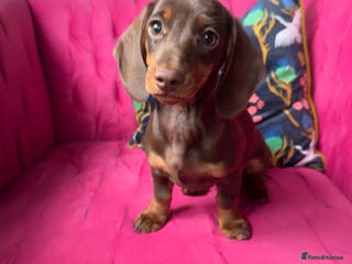 Miniature Dachshund dogs ‼️ READY NOW‼️ Miniature smooth hair dachshund - Advert 15