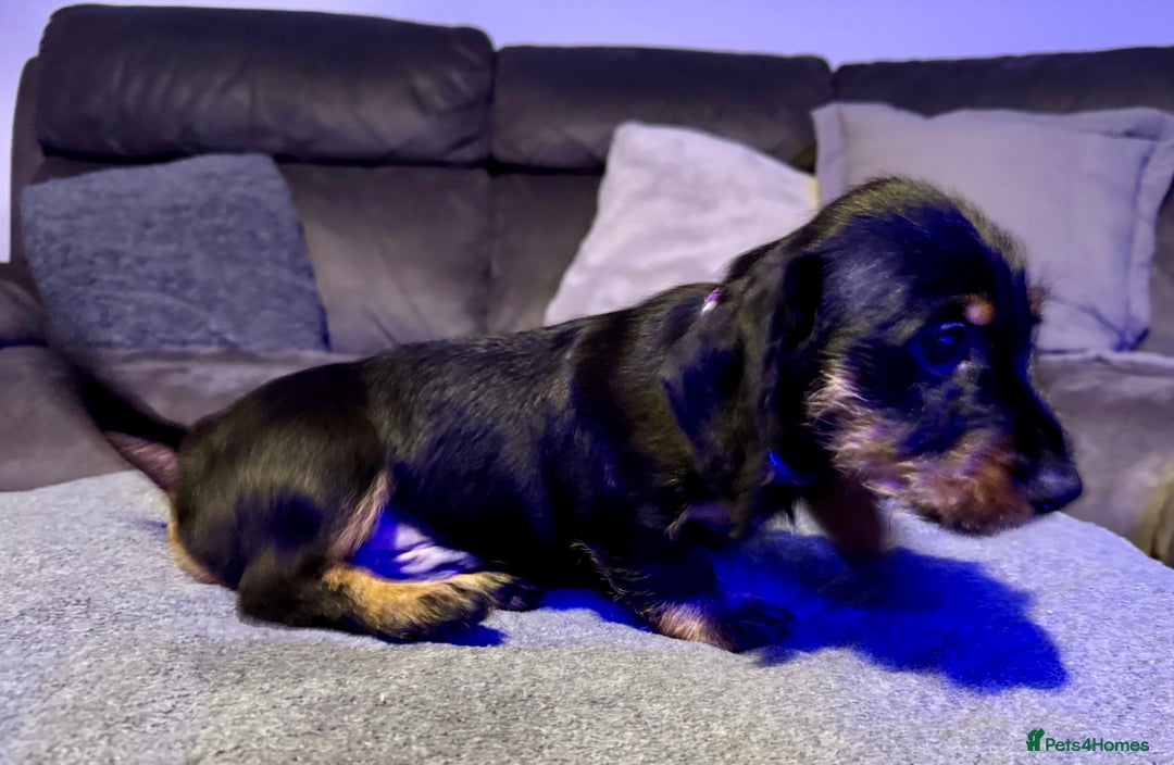 Dachshund dogs for sale: Gorgeous Standard wire haired & smooth Dachshunds - Advert 12