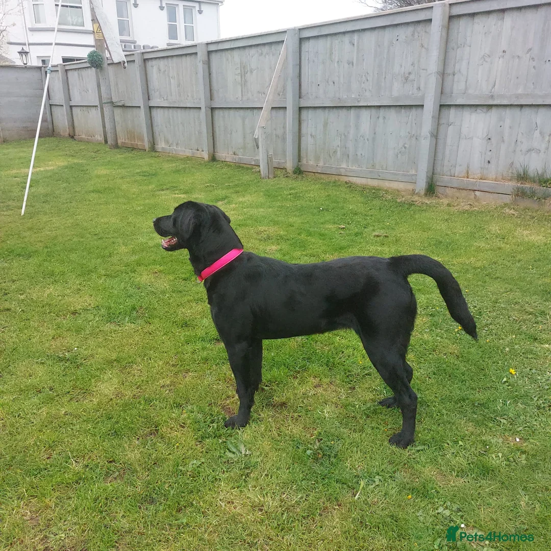 Labrador Retriever dogs for sale: Lovable Lucy needs loving home.  - Advert 2