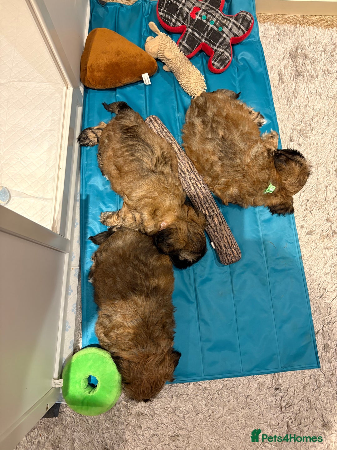 Shih Tzu dogs for sale: Shih Tzu Puppies Litter of 3 - Image 6
