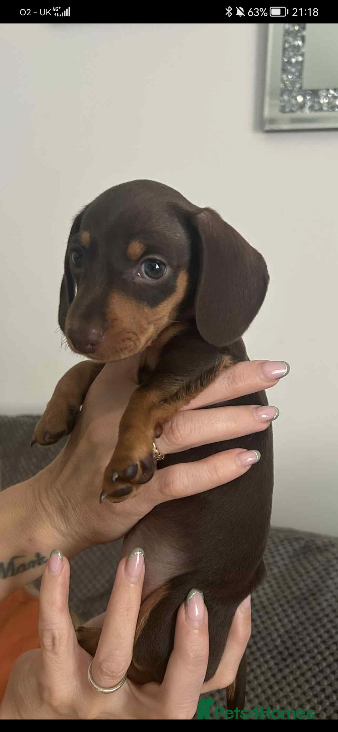 Miniature Dachshund dogs for sale: Stunning chocolate and tan miniature dachshund - Image 3