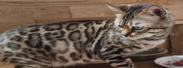 Baybengalz Snowfire Quaistar of Ninjabengals aka Quai 