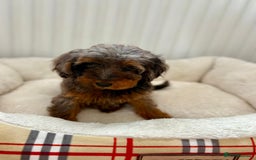 Cockapoo dogs for sale: BEAUTIFUL COCKERPOO PUPPIES  - Image 6