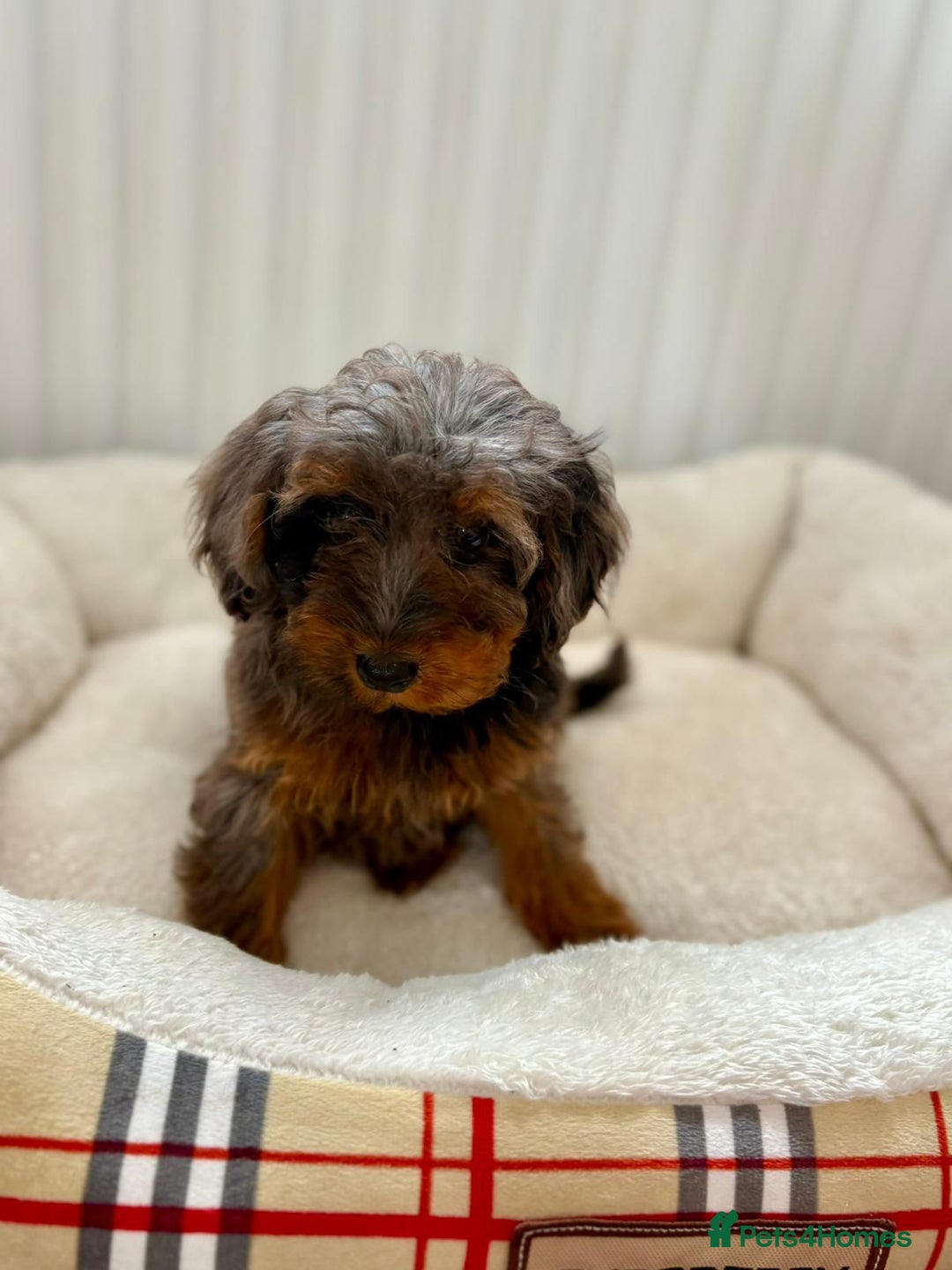 Cockapoo dogs for sale: BEAUTIFUL COCKERPOO PUPPIES  - Image 6