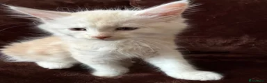 Maine Coon Kitten 1