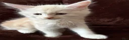 Maine Coon cats for sale: Maine Coon Cross Kittens  - Advert 22
