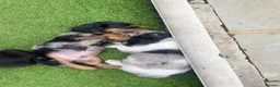 Miniature Dachshund dogs for sale: Beautiful rare miniature Daschunds. Pure 🧬  - Advert 15
