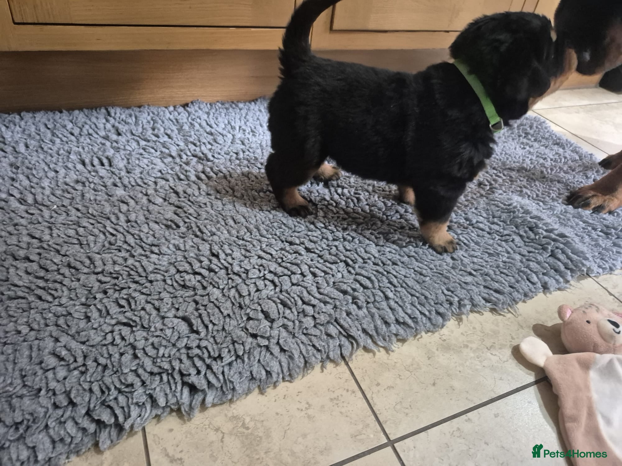 Rottweiler dogs Strong Traditional Rottweiller Puppies - Advert 1