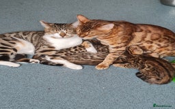 Bengal cats for sale: 🥰✨️2🐆Intelligent Beautiful FullBengal Kittens✨️ in Sutton - Image 28