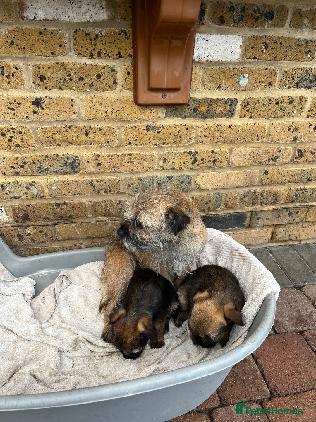 Border Terrier dogs for sale: Stunning border terries  - Advert 8