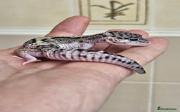 Leopard Gecko reptiles for sale: Blacknight macksnows and supersnows in tremper - Image 25