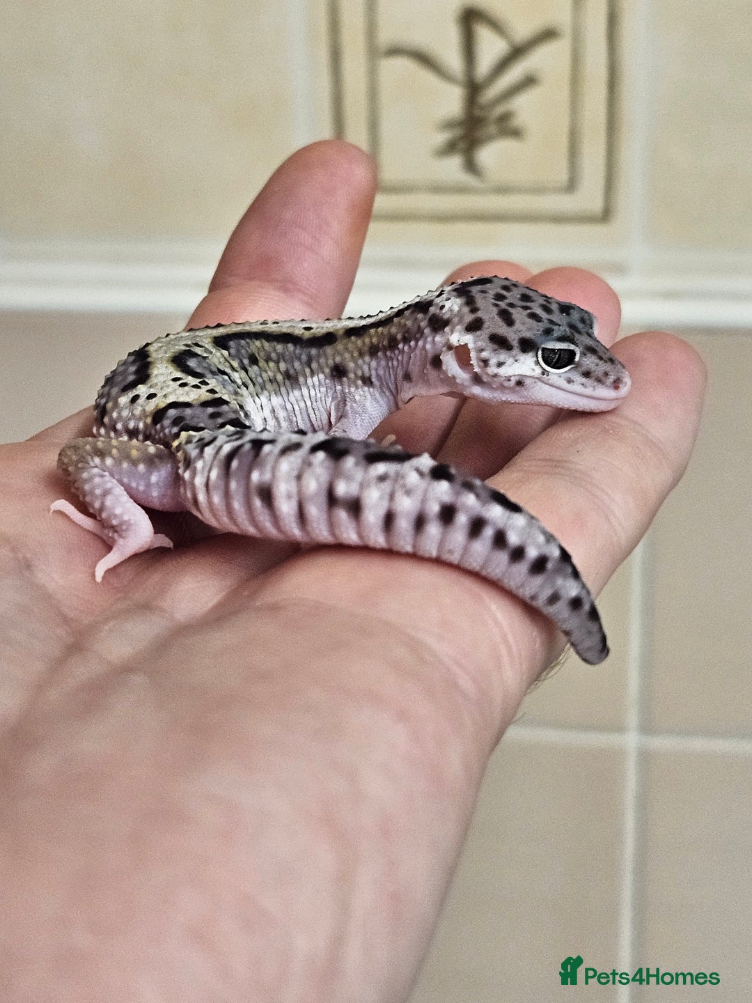Leopard Gecko reptiles for sale: Blacknight macksnows and supersnows in tremper - Image 25