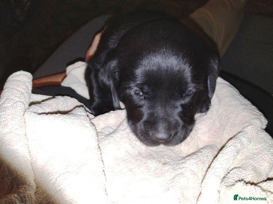 Labrador Retriever dogs Chunky Yellow & Black Labrador Puppies - Advert 8